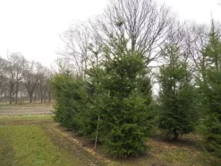 Douglasspar (Pseudotsuga Menziessii)