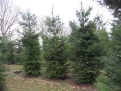 Douglasspar (Pseudotsuga Menziessii) -Tuinplanten Winkel pseudotsuga menziesii 500
