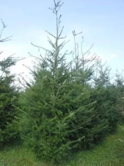 Douglasspar (Pseudotsuga Menziessii) -Tuinplanten Winkel pseudotsuga menzisii 400 450