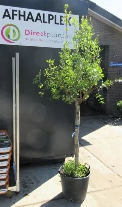 Granaatappel Op Stam (Punica Granatum) -Tuinplanten Winkel punica01