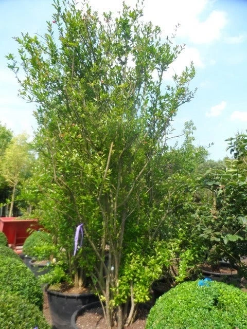 Granaatappel Als Struik (Punica Granatum) 5 Granaatappel Als Struik (Punica Granatum) - Afbeelding 5