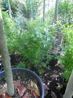 Granaatappel Als Struik (Punica Granatum) 13 Granaatappel Als Struik (Punica Granatum) -Tuinplanten Winkel punica granatum c10