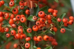 Vuurdoorn (Pyracantha 'Orange Glow') -Tuinplanten Winkel pyracantha orange glow 10