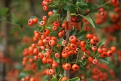 Vuurdoorn (Pyracantha 'Orange Glow') -Tuinplanten Winkel pyracantha orange glow 11