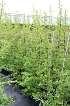 Vuurdoorn (Pyracantha 'Orange Glow') -Tuinplanten Winkel pyracantha orange glow 6