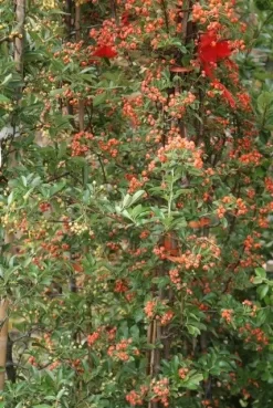 Vuurdoorn (Pyracantha 'Orange Glow') -Tuinplanten Winkel pyracantha orange glow 9