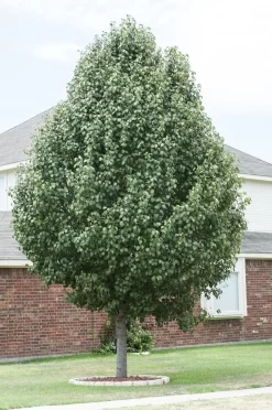 Chinese Sierpeer (Pyrus Calleryana 'Chanticleer') -Tuinplanten Winkel pyrus calleryana