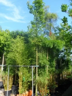 Chinese Sierpeer (Pyrus Calleryana 'Chanticleer') -Tuinplanten Winkel pyrus calleryana chanticleer 16 18ho cont