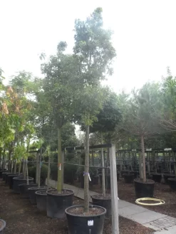 Chinese Sierpeer (Pyrus Calleryana 'Chanticleer') -Tuinplanten Winkel pyrus calleryana chanticleer 25 30ho c285