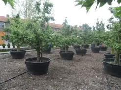 Wilde Perenboom (Pyrus Communis) 27 Wilde Perenboom (Pyrus Communis) -Tuinplanten Winkel pyrus communis eetpeer in soorten oude vormboom c500