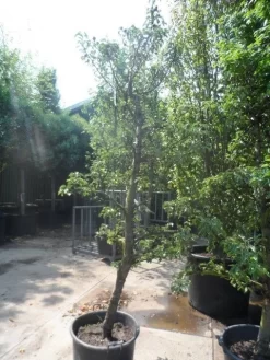 Perenboom (Pyrus Communis 'Gieser Wildeman') -Tuinplanten Winkel pyrus communis gieser wildeman 250 300 c150