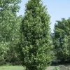Chinese Sierpeer (Pyrus Calleryana 'Chanticleer')