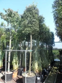 Steeneik Als Boom (Quercus Ilex) 31 Steeneik Als Boom (Quercus Ilex) -Tuinplanten Winkel quercus ilex 16 18 20ho cont. cylindervormig