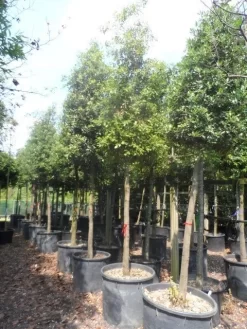 Steeneik Als Boom (Quercus Ilex) -Tuinplanten Winkel quercus ilex 20 25ho c200 1