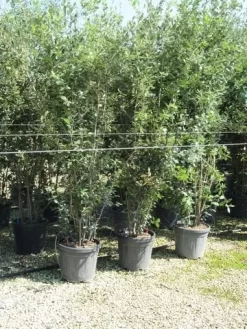Steeneik Meerstammig (Quercus Ilex) -Tuinplanten Winkel quercus ilex 200 250 meerstammig 1