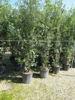 Steeneik Meerstammig (Quercus Ilex) -Tuinplanten Winkel quercus ilex 200 250meerstammig 1