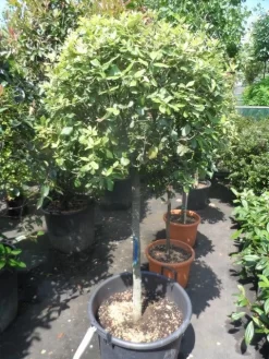 Steeneik Op Stam (Quercus Ilex) -Tuinplanten Winkel quercus ilex halfstam c50 bol