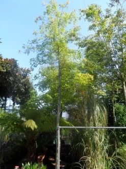 Moeraseik (Quercus Palustris) -Tuinplanten Winkel quercus palustris 14 16 18ho cont