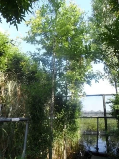 Moeraseik (Quercus Palustris) -Tuinplanten Winkel quercus palustris 16 18ho cont