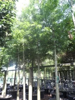 Moeraseik (Quercus Palustris) -Tuinplanten Winkel quercus palustris 25 30ho c250 extra