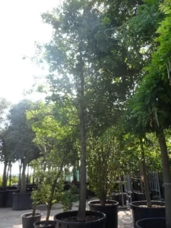 Moeraseik (Quercus Palustris) -Tuinplanten Winkel quercus palustris 40 50ho c1000