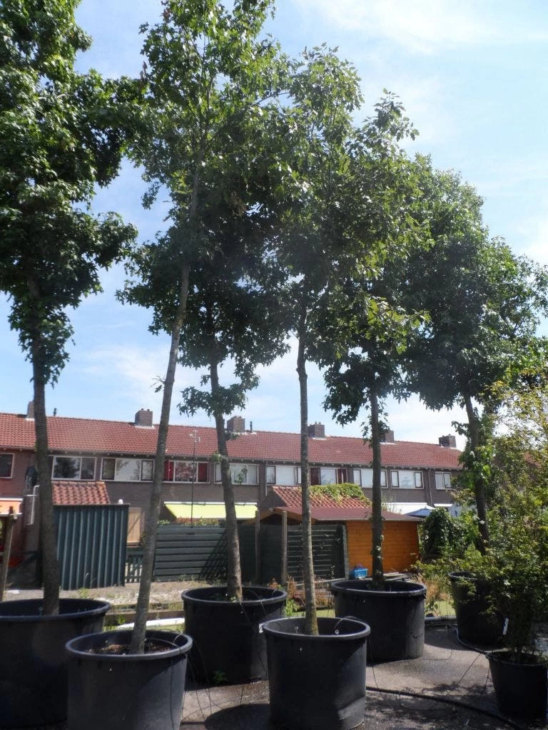 Amerikaanse Eik (Quercus Rubra) 1 Amerikaanse Eik (Quercus Rubra)