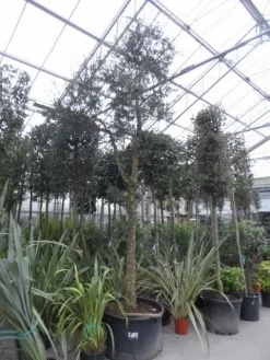 Kurkeik (Quercus Suber) 20 Kurkeik (Quercus Suber) -Tuinplanten Winkel quercus suber