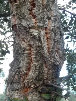 Kurkeik (Quercus Suber) 22 Kurkeik (Quercus Suber) -Tuinplanten Winkel quercus suber 2 2