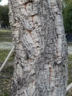 Kurkeik (Quercus Suber) 23 Kurkeik (Quercus Suber) -Tuinplanten Winkel quercus suber 3 2