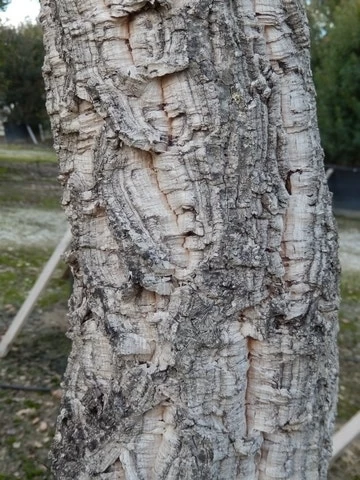 Kurkeik (Quercus Suber) 8 Kurkeik (Quercus Suber) - Afbeelding 8