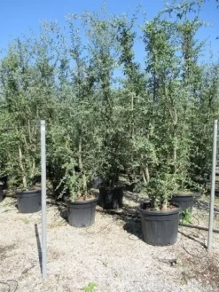 Kurkeik Meerstammig (Quercus Suber) 26 Kurkeik Meerstammig (Quercus Suber) -Tuinplanten Winkel quercus suber meerstammig
