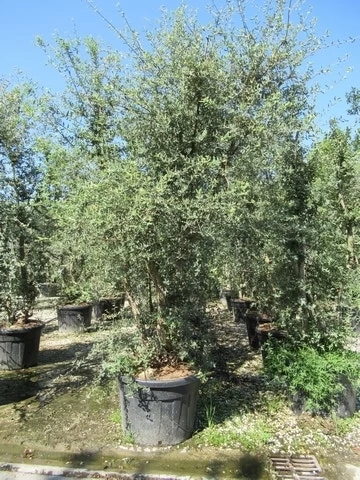 Kurkeik Meerstammig (Quercus Suber) 1 Kurkeik Meerstammig (Quercus Suber)