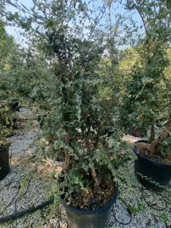Kurkeik Meerstammig (Quercus Suber) 34 Kurkeik Meerstammig (Quercus Suber) -Tuinplanten Winkel quercus suber meerstammig 2 1