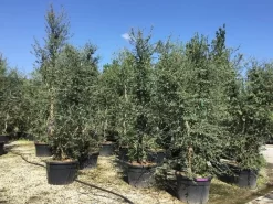 Kurkeik Meerstammig (Quercus Suber) 30 Kurkeik Meerstammig (Quercus Suber) -Tuinplanten Winkel quercus suber meerstammig 300 350 cm