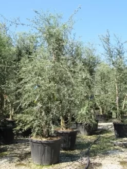 Kurkeik Meerstammig (Quercus Suber) 20 Kurkeik Meerstammig (Quercus Suber) -Tuinplanten Winkel quercus suber meerstammig 4