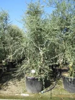 Kurkeik Meerstammig (Quercus Suber) 21 Kurkeik Meerstammig (Quercus Suber) -Tuinplanten Winkel quercus suber meerstammig 5