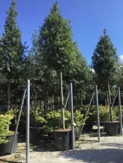 Steeneik Als Boom (Quercus Ilex) -Tuinplanten Winkel quercusilexv01 1