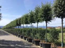 Steeneik Als Boom (Quercus Ilex) 19 Steeneik Als Boom (Quercus Ilex) -Tuinplanten Winkel quercusilexv05