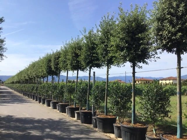 Steeneik Als Boom (Quercus Ilex) 3 Steeneik Als Boom (Quercus Ilex) - Afbeelding 3