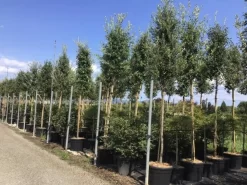 Steeneik Als Boom (Quercus Ilex) -Tuinplanten Winkel quercusilexv09 1