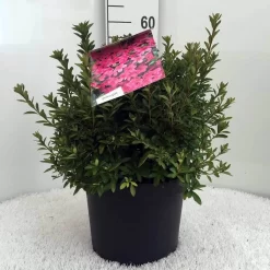 Japanse Azalea (Rhododendron 'Madame Van Hecke') 22 Japanse Azalea (Rhododendron 'Madame Van Hecke') -Tuinplanten Winkel r. aj mme van hecke c10