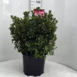 Japanse Azalea (Rhododendron 'Madame Van Hecke') 25 Japanse Azalea (Rhododendron 'Madame Van Hecke') -Tuinplanten Winkel r. aj mme van hecke c15