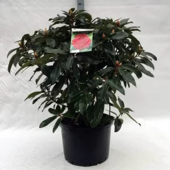 Rhododendron (Rhododendron 'Halfdan Lem') 6 Rhododendron (Rhododendron 'Halfdan Lem') -Tuinplanten Winkel r. halfdan lem c40