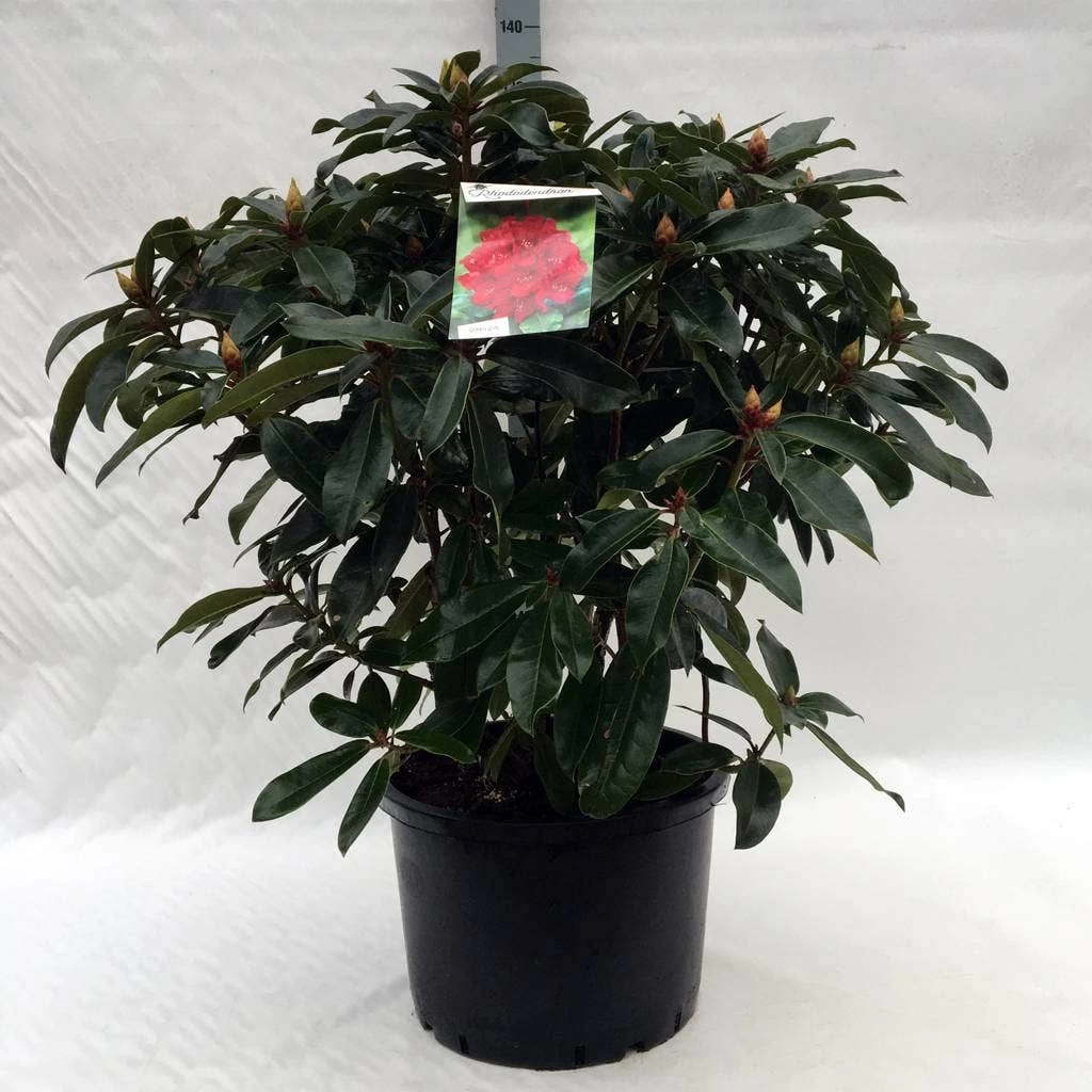 Rhododendron (Rhododendron 'Halfdan Lem') 3 Rhododendron (Rhododendron 'Halfdan Lem') - Afbeelding 3