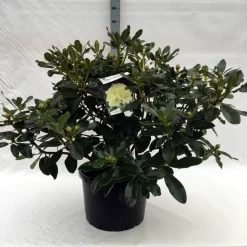 Rhododendron (Rhododendron 'Horizon Monarch') -Tuinplanten Winkel r. horizon monarch c40 1