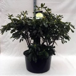 Rhododendron (Rhododendron 'Horizon Monarch') -Tuinplanten Winkel r. horizon monarch c80 1