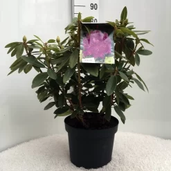 Rhododendron (Rhododendron 'Kokardia') -Tuinplanten Winkel r. kokardia c10 50 cm 1