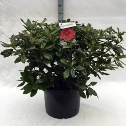 Rhododendron (Rhododendron 'Lord Roberts') 13 Rhododendron (Rhododendron 'Lord Roberts') -Tuinplanten Winkel r. lord roberts c40