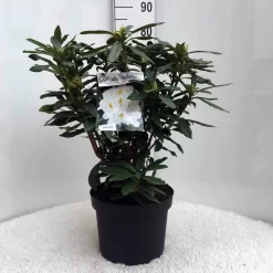 Rhododendron (Rhododendron 'Madame Masson') -Tuinplanten Winkel r. mme masson c10 50 cm 1