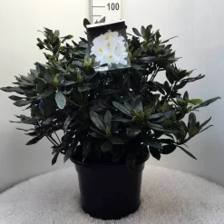 Rhododendron (Rhododendron 'Madame Masson') -Tuinplanten Winkel r. mme masson c20 1